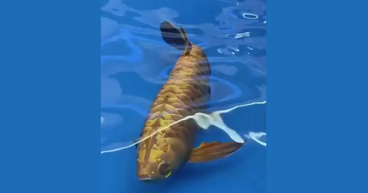 BG-5-Golden-Dragon-Fish